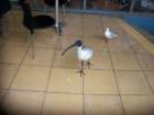 picture004_small.jpg
