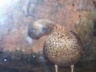 picture010_small.jpg