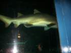 picture038_small.jpg