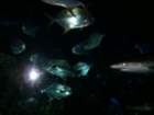 picture058_small.jpg
