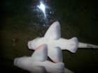 picture068_small.jpg