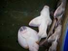 picture069_small.jpg