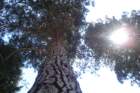 yosemeti003_small.jpg